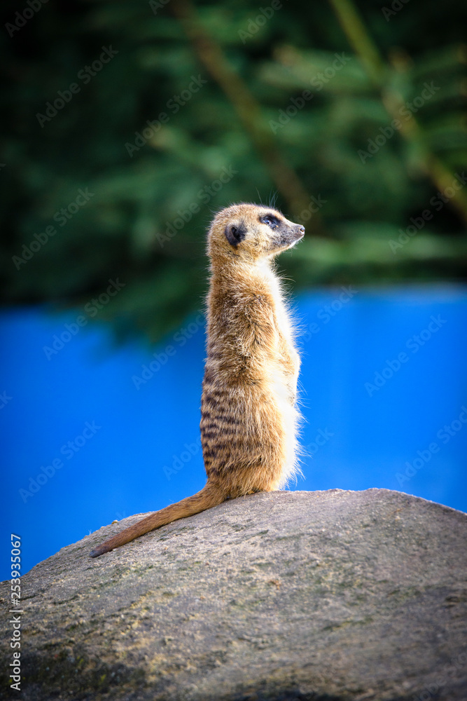 Fototapeta premium Meerkat (Suricata suricatta), also known as the suricate.