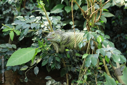 Iguane vert semi-arboricole perché © joël BEHR