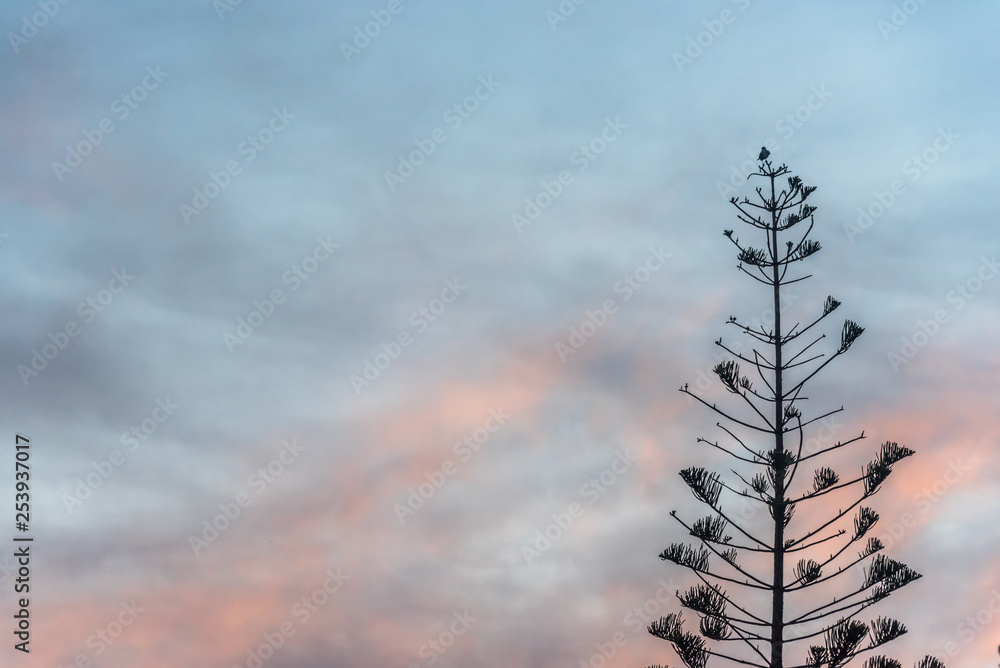 Tall Tree at With Partly Cloudy Sky at Sunrise in Southern Italy