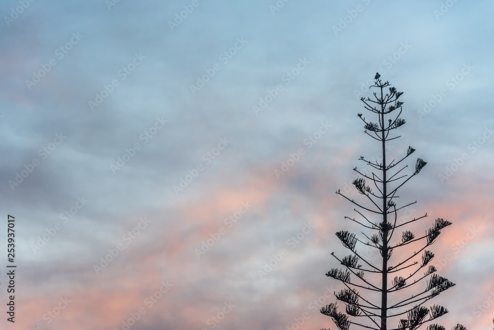 Tall Tree at With Partly Cloudy Sky at Sunrise in Southern Italy Tall Tree at With Partly Cloudy Sky at Sunrise in Southern Italy