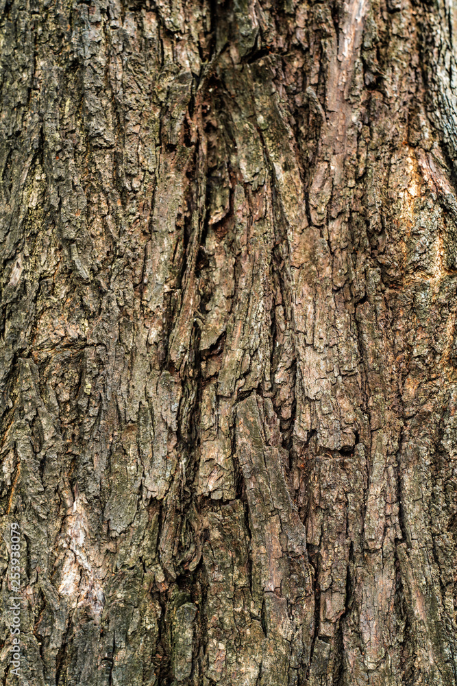 Bark old wood texture background Bark old wood texture background
