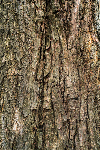 Bark old wood texture background