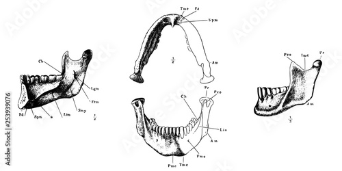 Vintage vector engraved anatomy of human jaw 