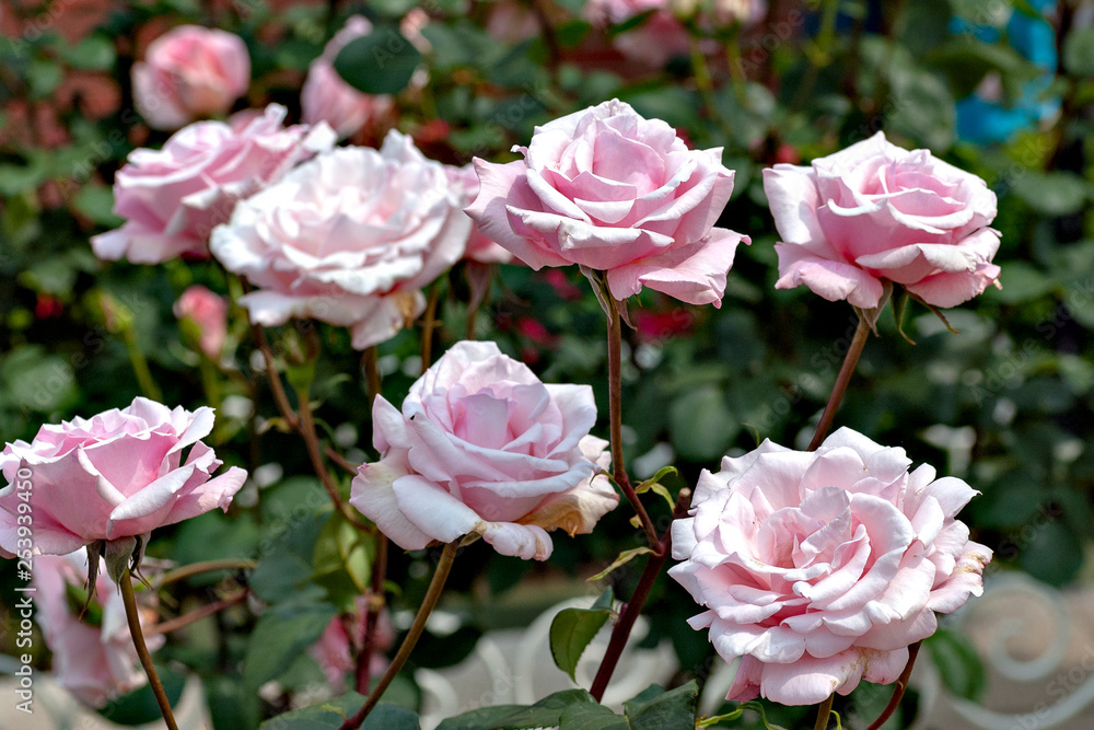 Pink roses in garden Pink roses in garden