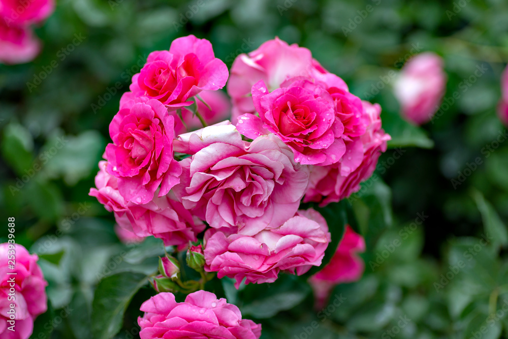 roses in garden roses in garden