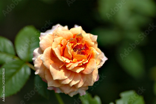 Orange rose in garden