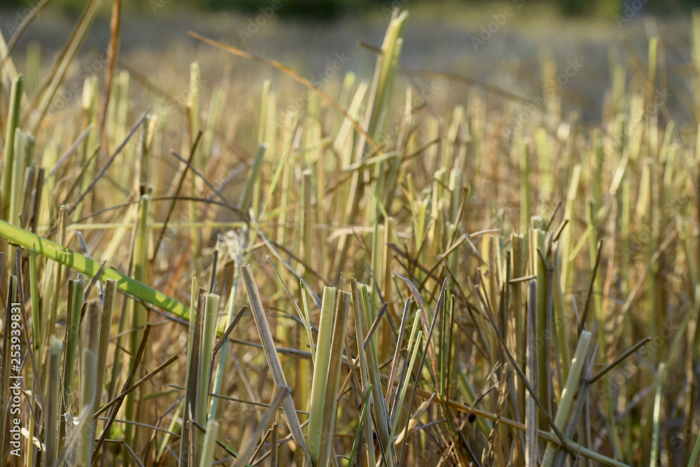 Rice plants that have been harvested Rice plants that have been harvested