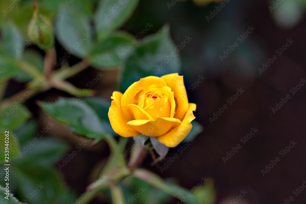 Yellow rose in garden Yellow rose in garden