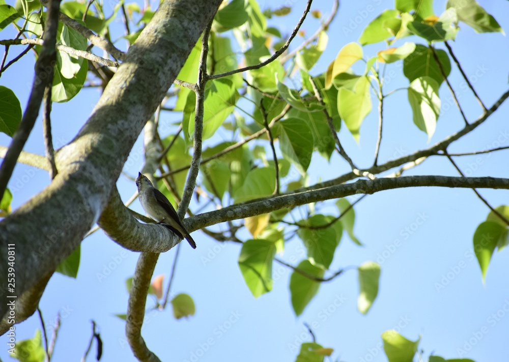 Finch on the Bodhi Tree