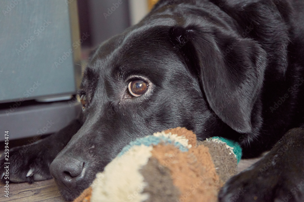 black dog play and sleep