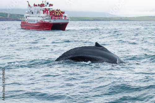 Canvastavla Whale watching from Akureyri, Iceland. Whale in nature