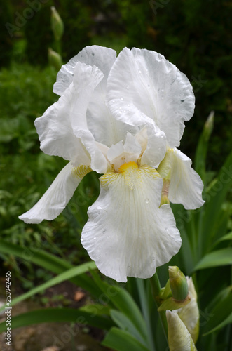 Close up of a beautiful delicate white iris flower in a spring garden, vertical orientation