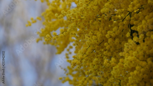 mimoza flower at spring