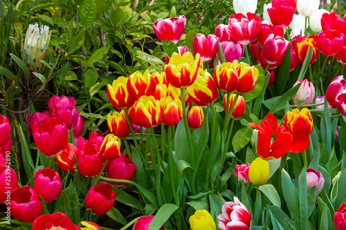 Decorative flowers in a greenhouse