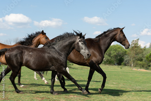 Three Horses Galloping