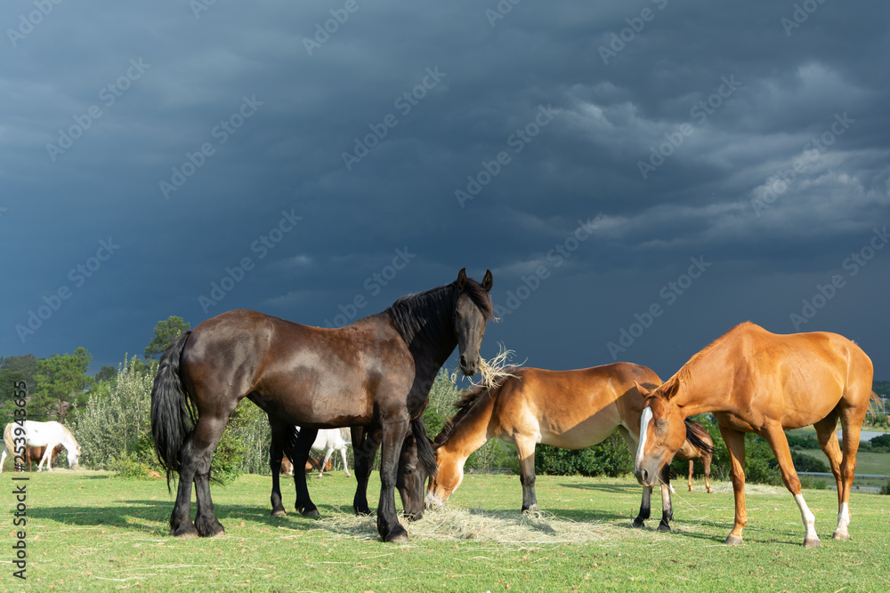 Horses Grazing in a group Horses Grazing in a group