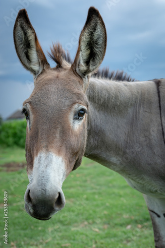 Cute Donkey - Look at me © leonkramer