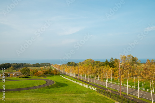 秋の白樺並木と水平線 © takke_mei