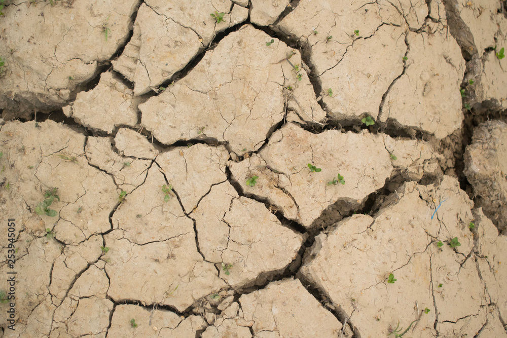 Dried cracked soil with a small plants Dried cracked soil with a small plants