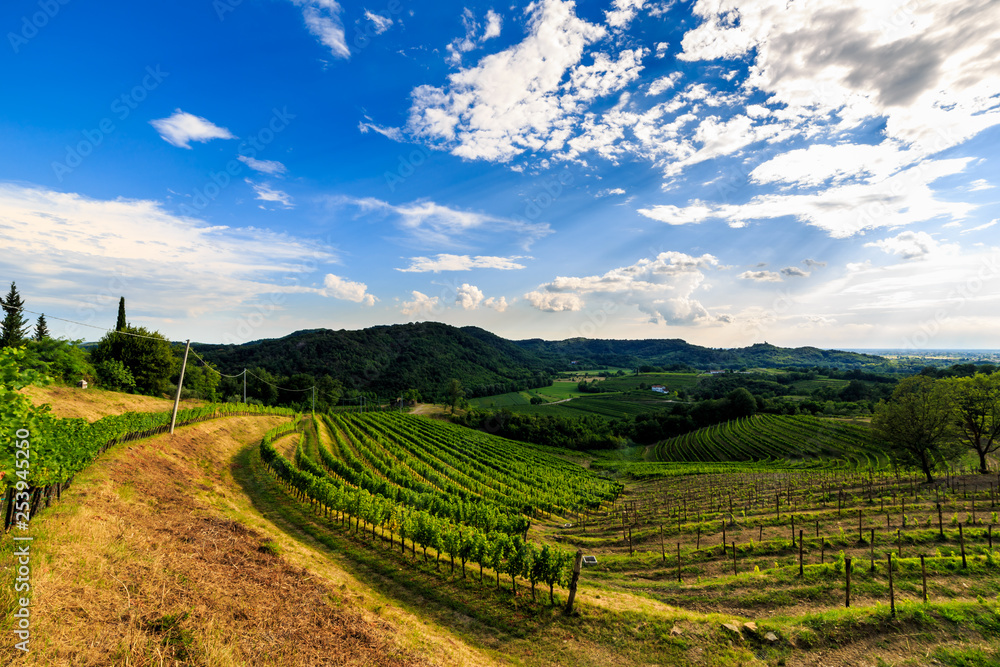The beautiful vineyard of Collio, Friuli Venezia-Giulia, Italy