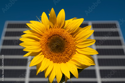Sunflower and photovoltaic panels