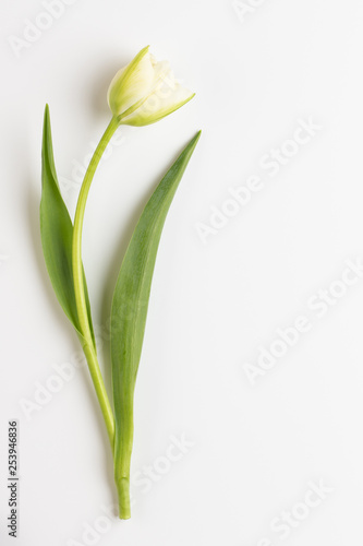 Wallpaper Mural Spring flowers, tulips on pastel colors background. Retro vintage style. Torontodigital.ca