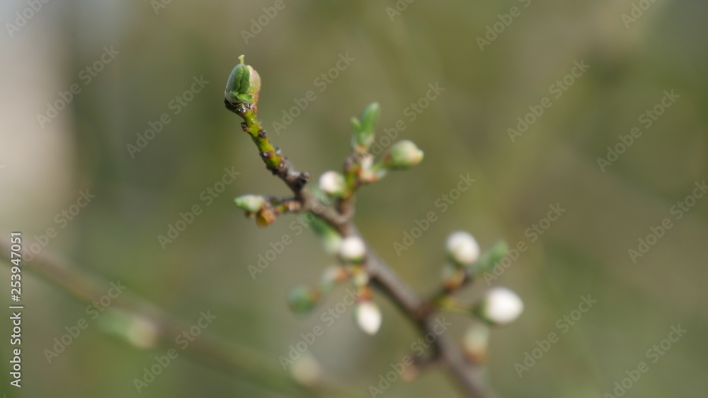 Flower bud Flower bud