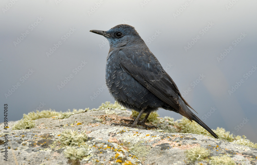 Roquero solitario posando sobre unas rocas