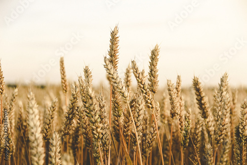 Fotografia Grain field