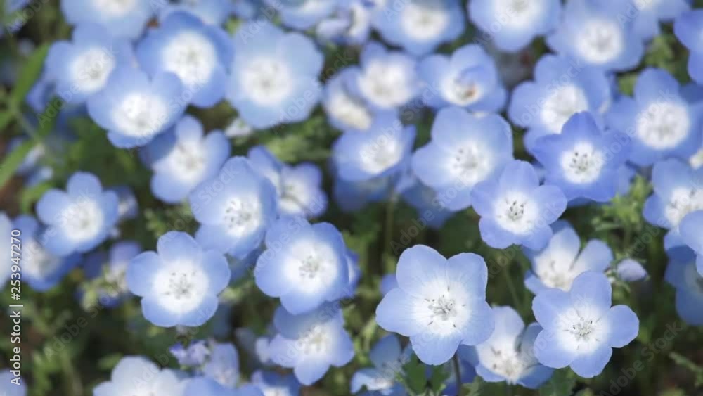 Slow motion flower and wind- Closeup of the Nemophila Flowers or Baby Blue Eye Flowers at the Hitachi Seaside Park in Ibaraki, Japan. Slow motion flower and wind- Closeup of the Nemophila Flowers or Baby Blue Eye Flowers at the Hitachi Seaside Park in Ibaraki, Japan.