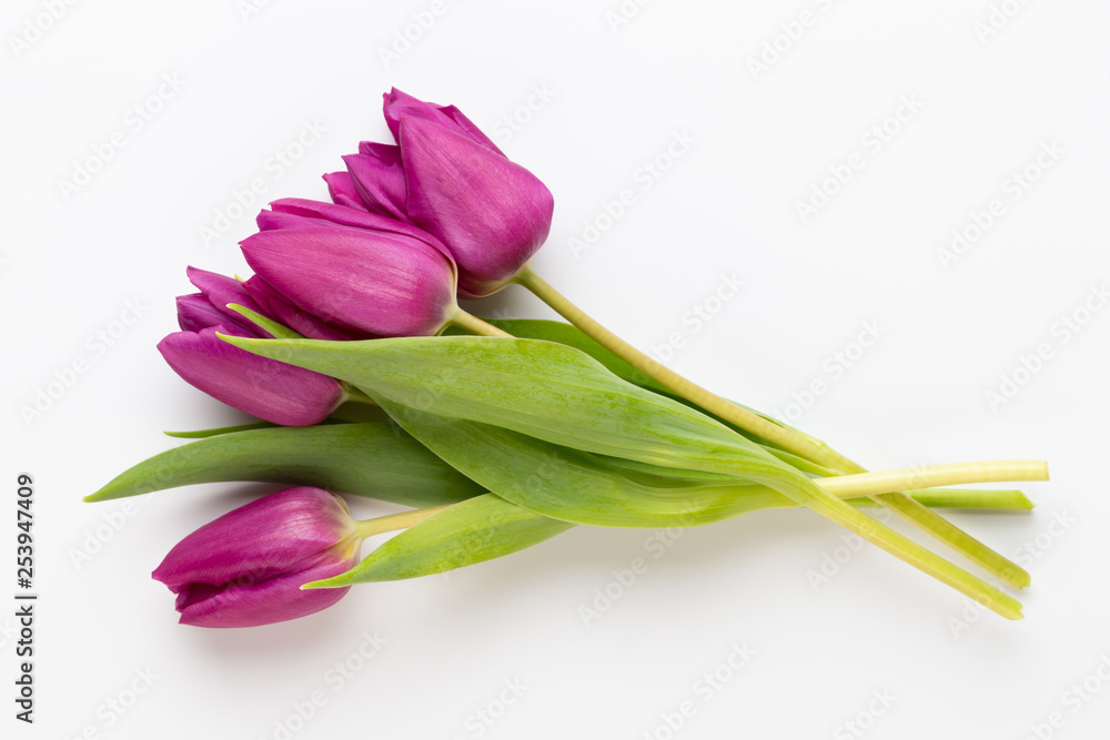 Spring Pink tulips on white background. Spring Pink tulips on white background.