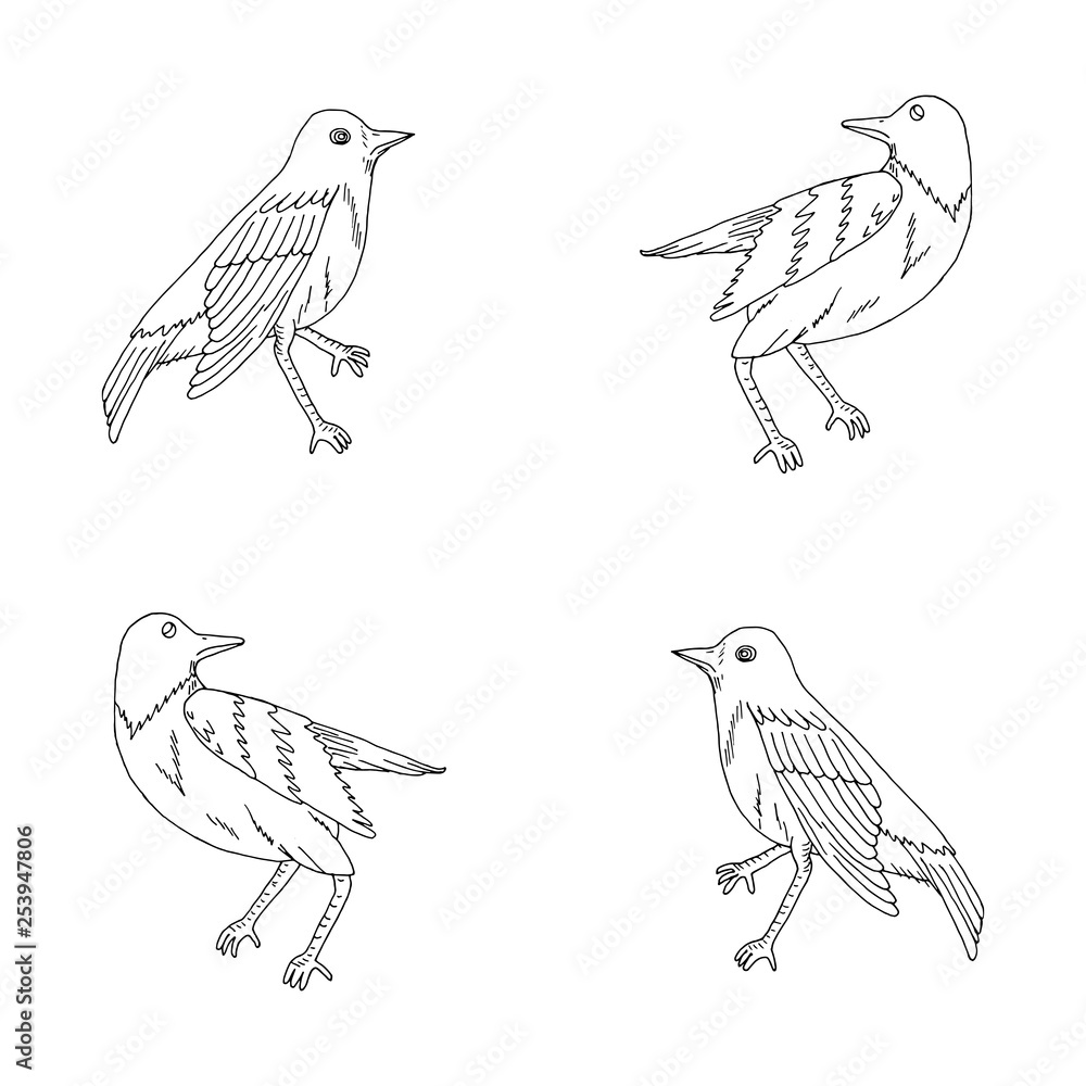 Fototapeta premium Hand drawn nightingales for coloring