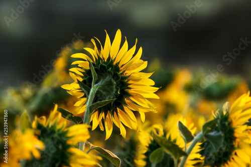 Sunflower follow the sun
