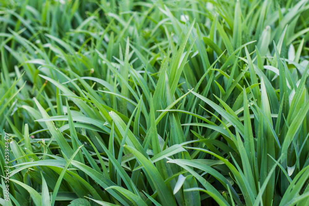 natural spring background green grass natural spring background green grass