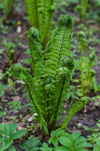 young fern leaves are twisted in spiral