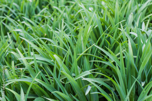 natural spring background green grass