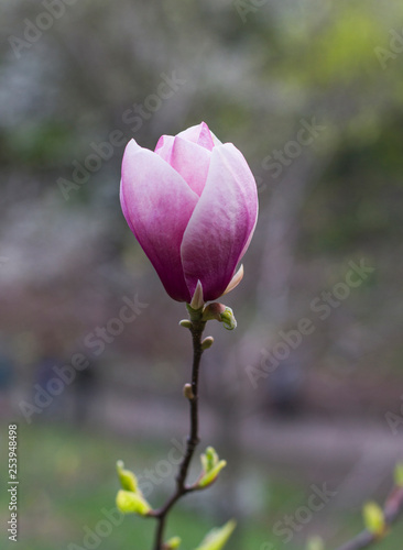 one magnolia flower on branch in the wild