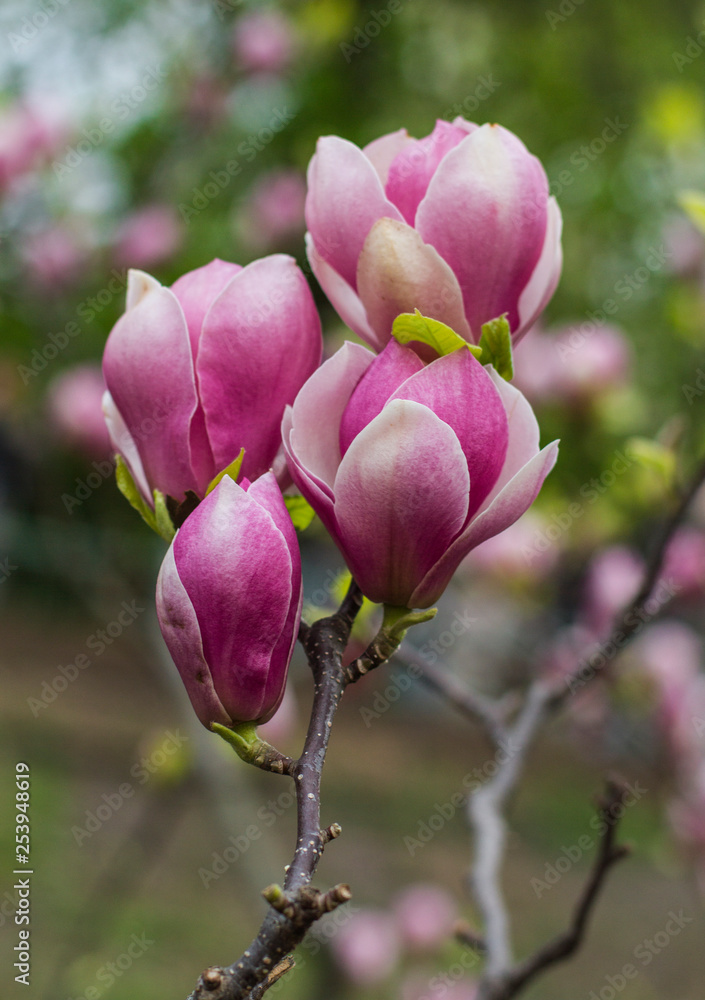 magnolia branch with flowers in nature