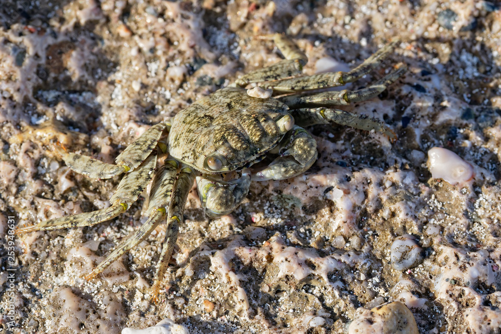 Mottled Shore Crab on the beach