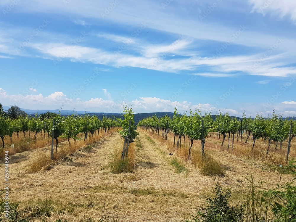 Beautiful vineyard in the mountains