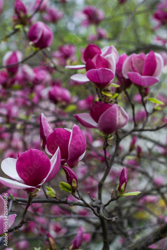 natural background of blossoming magnolia