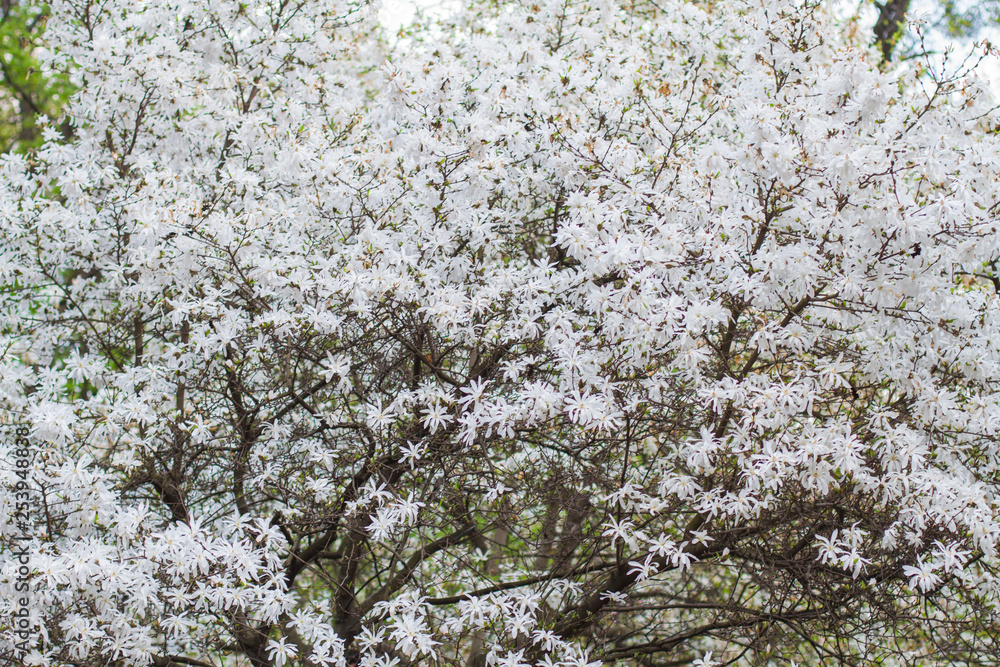 natural background of blooming white magnolia natural background of blooming white magnolia