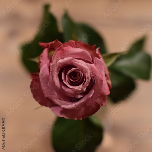 pink rose from above