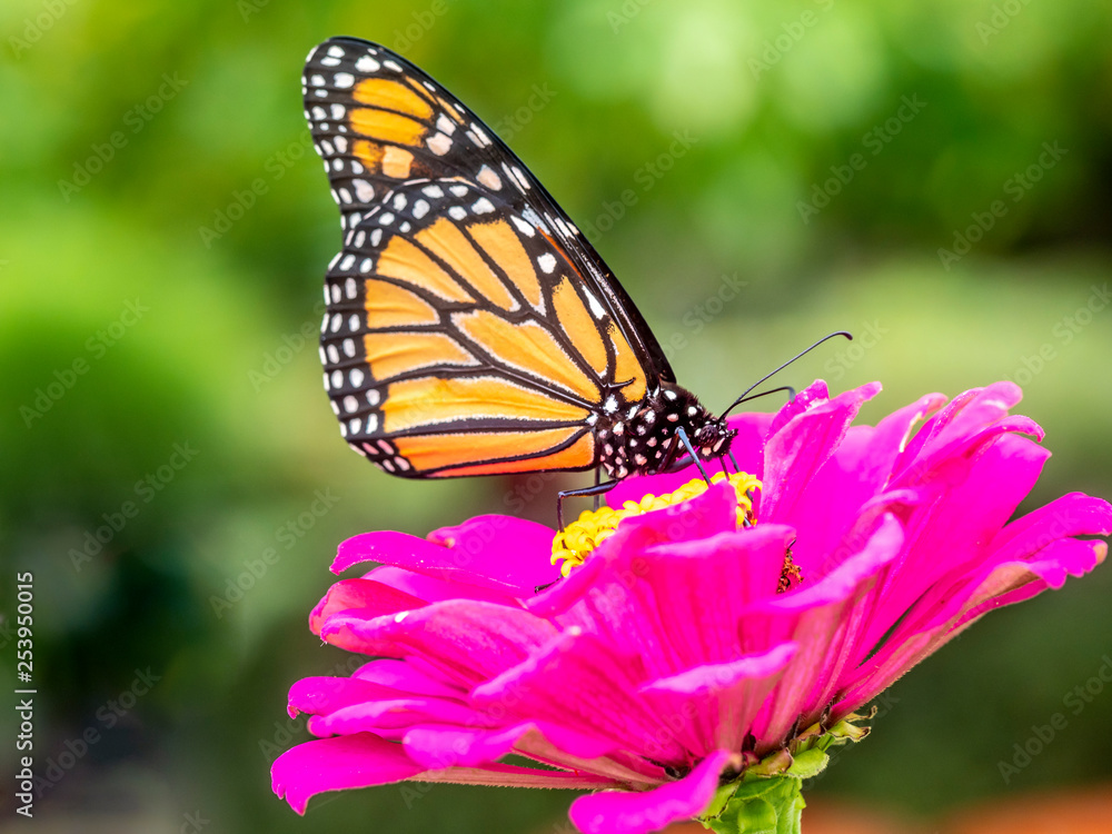 monarch butterfly, Danaus plexippus monarch butterfly, Danaus plexippus