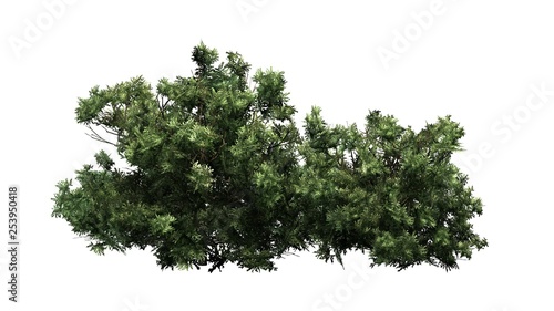 American Boxwood cluster - isolated on white background © sabida
