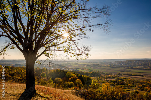 landscape panorama with tree