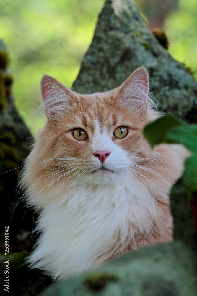A norwegian forest cat on a stone in garden