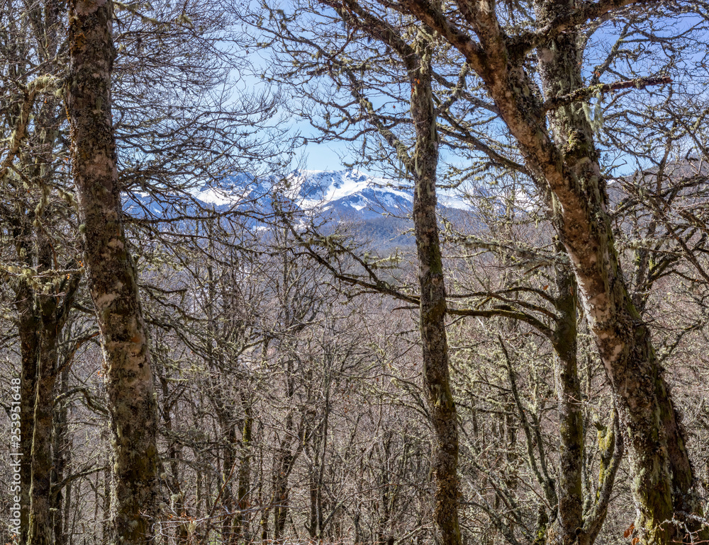 Panoramic photo of a oak forest during the winter in Peaks of Europe, Leon, Spain. you see the snowy mountain peaks in the background. Panoramic photo of a oak forest during the winter in Peaks of Europe, Leon, Spain. you see the snowy mountain peaks in the background.