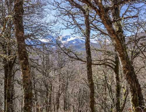 Panoramic photo of a oak forest during the winter in Peaks of Europe  Leon  Spain. you see the snowy mountain peaks in the background.