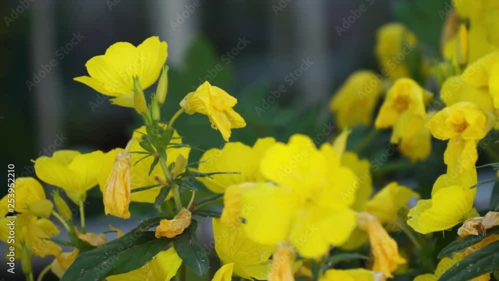 Yellow Flowers with some Depth of Field Yellow Flowers with some Depth of Field